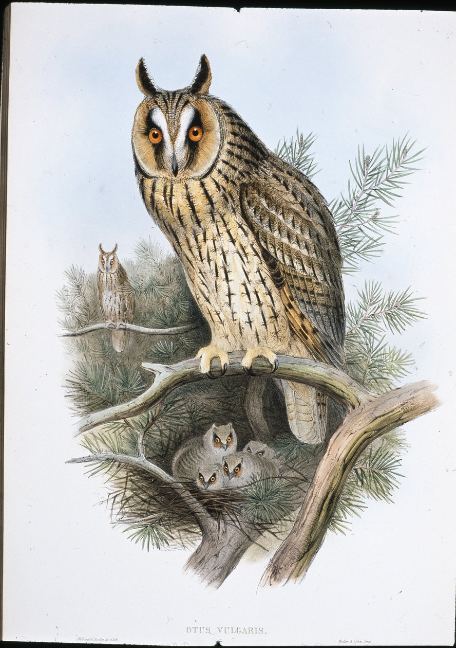 Langøret ugle (Otus Vulgaris) (håndfarget litho) av John (after) Gould