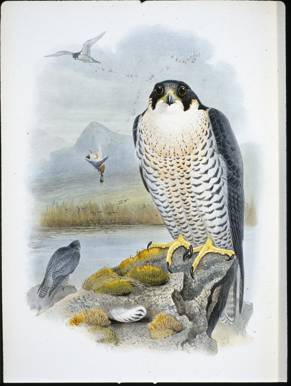 Peregrin Falcon (Falco Peregrinus) (håndfarget litho) av John (after) Gould