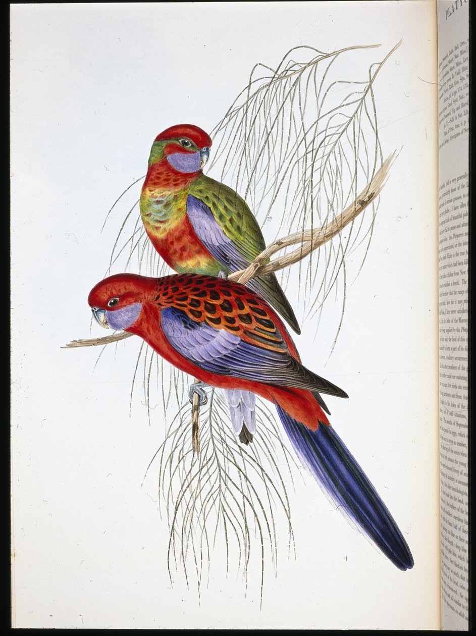 Platycercus pennantii (håndfarget litho) av John (after) Gould