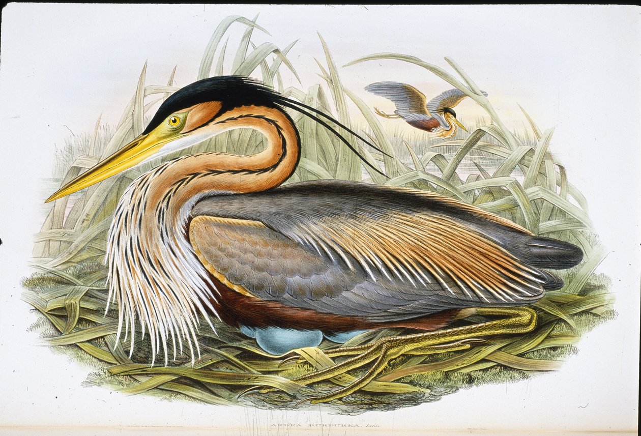 Purple Heron (Ardea Purpurea) (håndfarget litho) av John (after) Gould