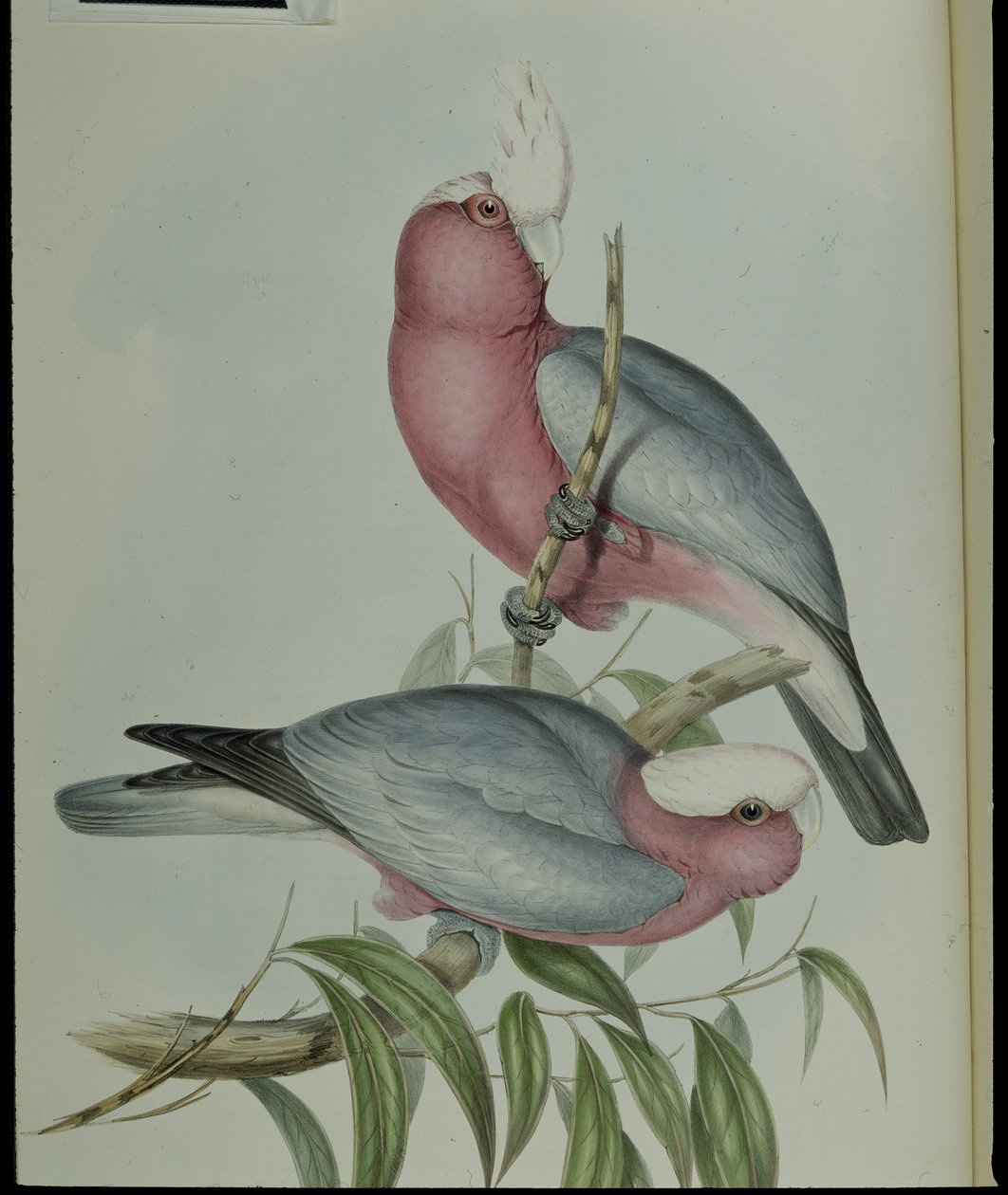 Rosebrystet kakadu (Cacatua Eos) (håndfarget litho) av John (after) Gould
