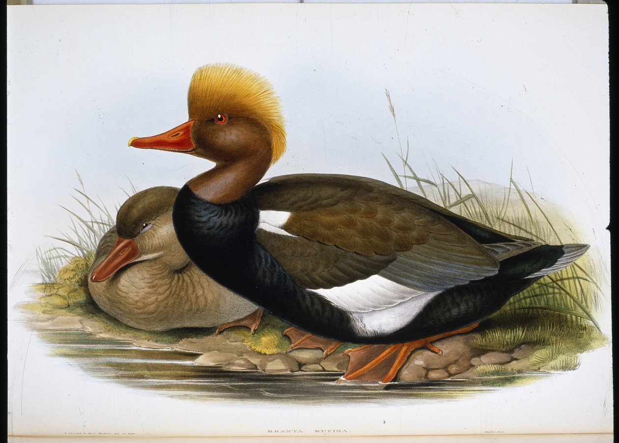 Shoveller (Spatula Clypeata) (håndfarget litho) av John (after) Gould