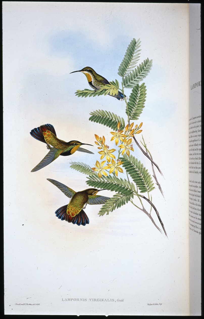 Sombre Sabre-wing (Campylopterus obscurus) (håndfarget litho) av John (after) Gould