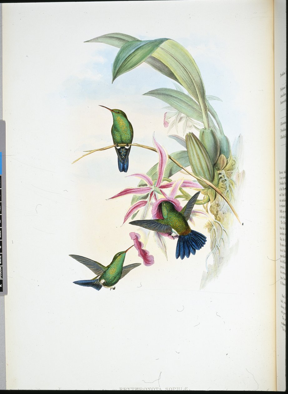 Sophias erythronote (Erythronota Sophiae) (håndfarget litho) av John (after) Gould