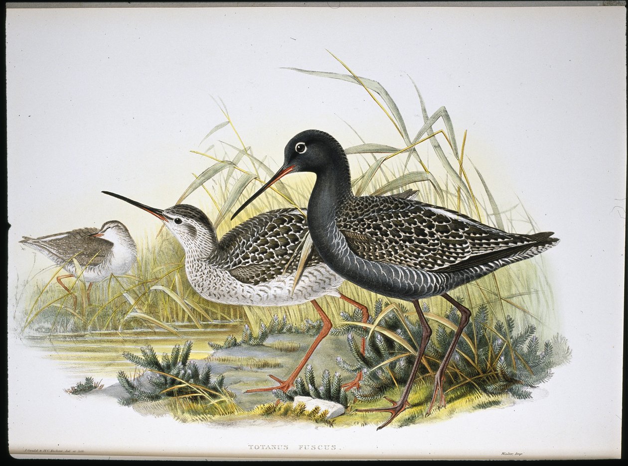 Spotted Redshank (Totanus Fuscus) (håndfarget litho) av John (after) Gould