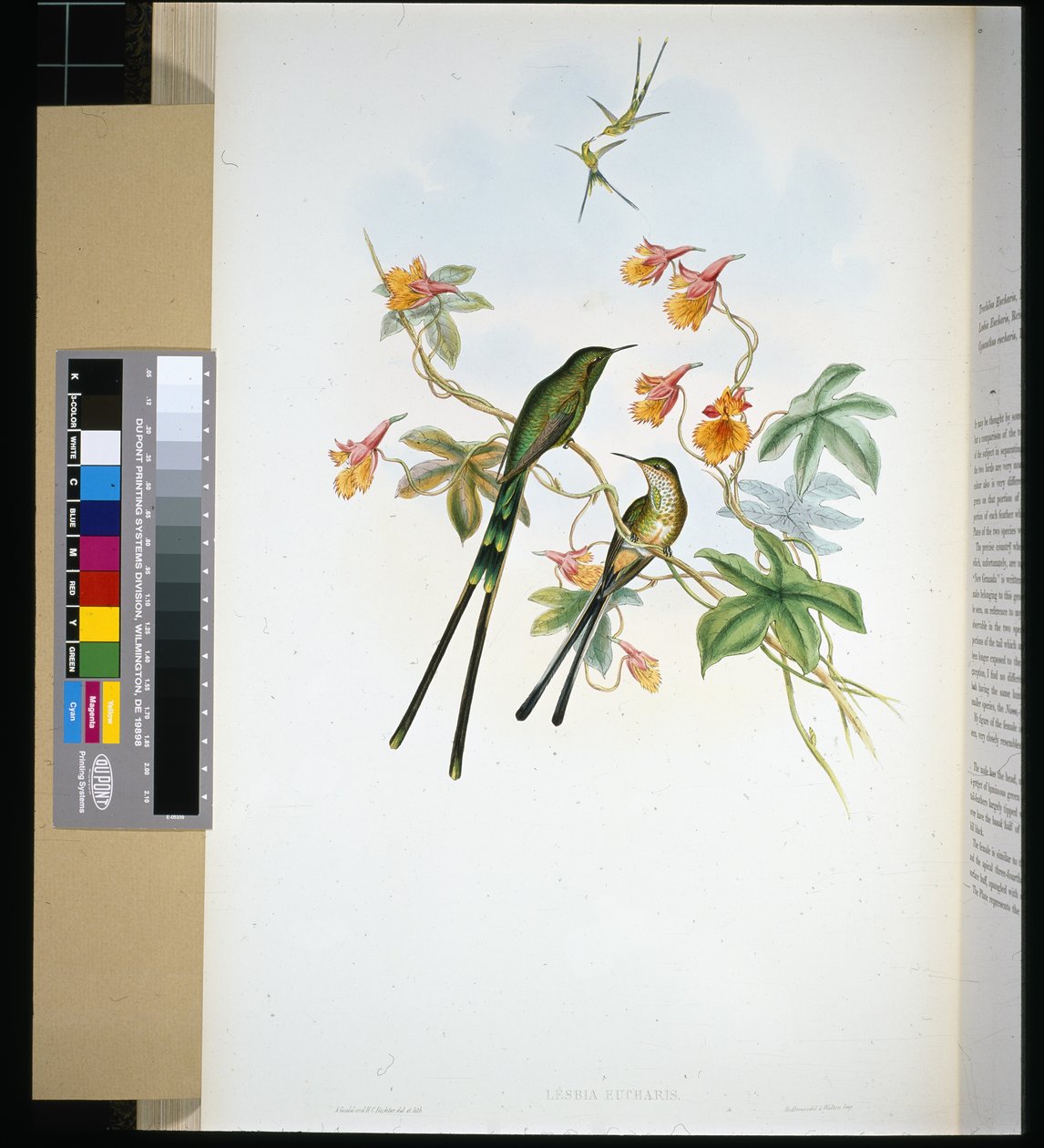 Togbærer (lesbia eucharis) (håndfarget litho) av John (after) Gould