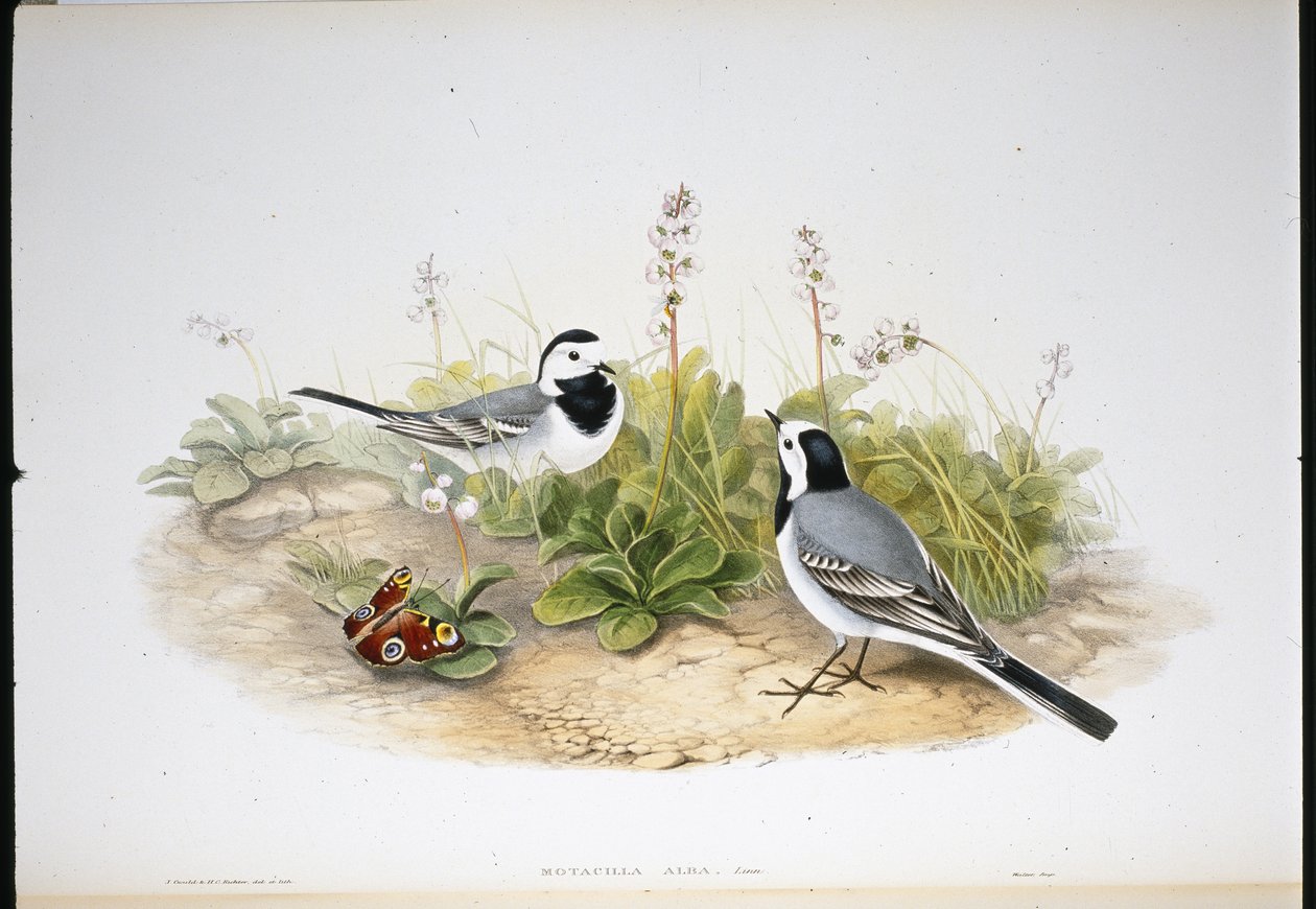 Hvit vipstjert (Motacilla Alba) (håndfarget litho) av John (after) Gould