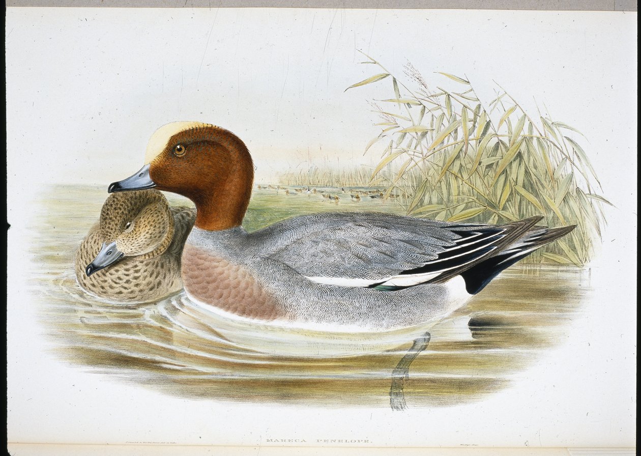 Widgeon (Mareca Penelope) (håndfarget litho) av John (after) Gould