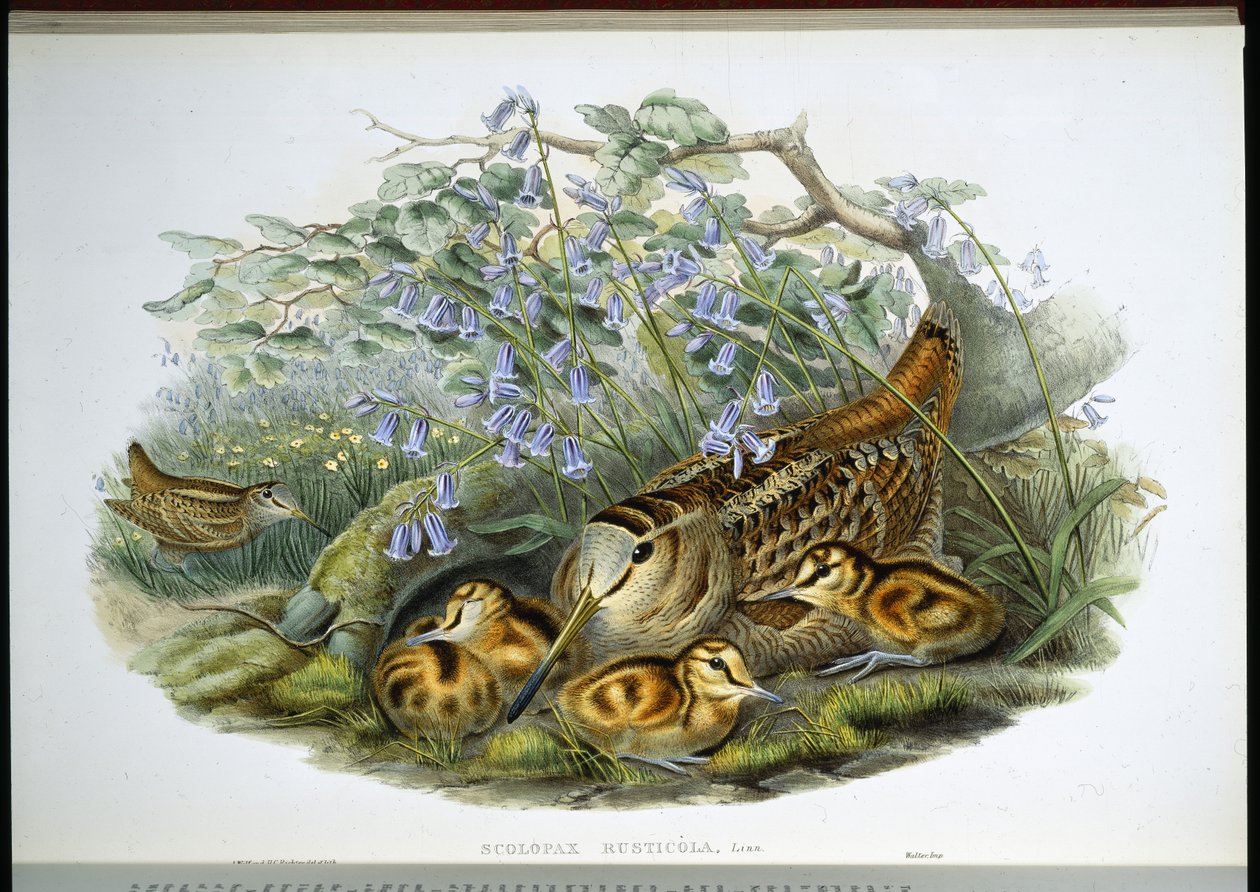 Woodcock (Scolopax Rusticola) (håndfarget litho) av John (after) Gould