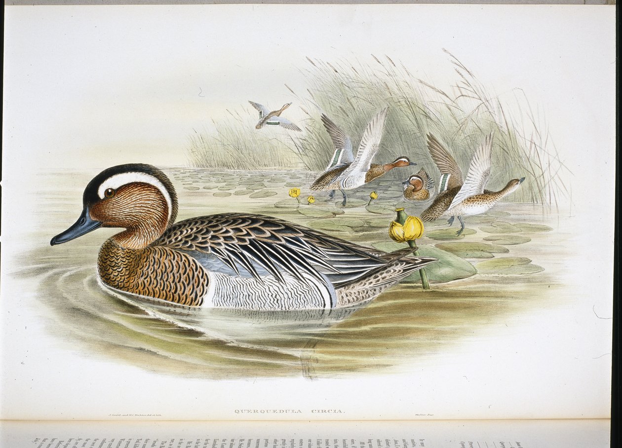 Querquedula Circia (håndfarget litho) av John (after) Gould