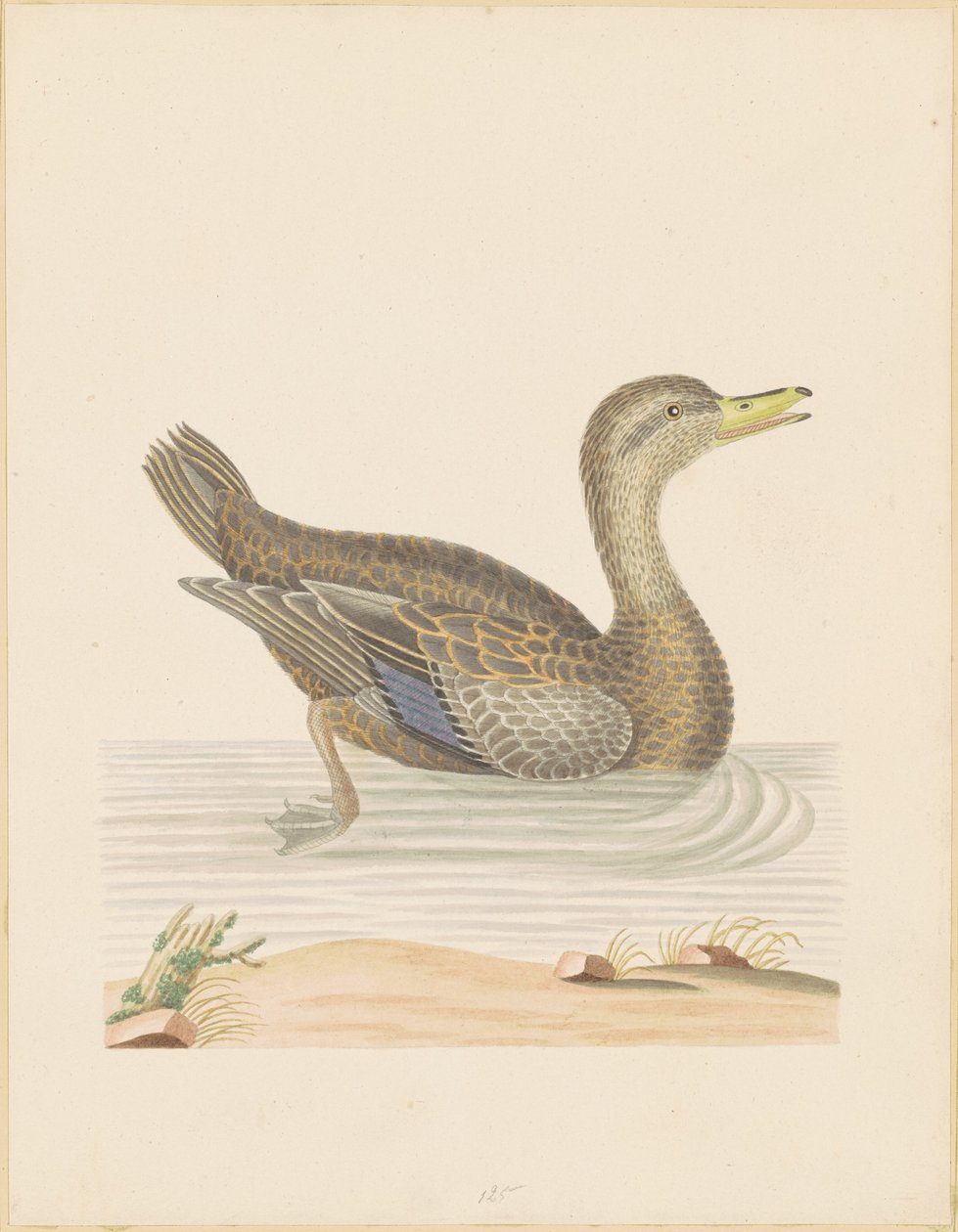 Roan Duck av John Abbot