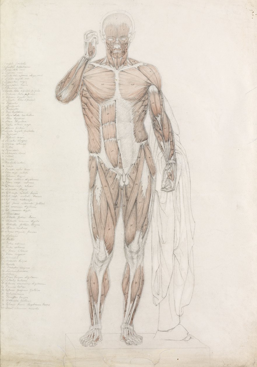 Anatomisk studie: Menneskelig muskulatur, i Contrapposto av John Bathe