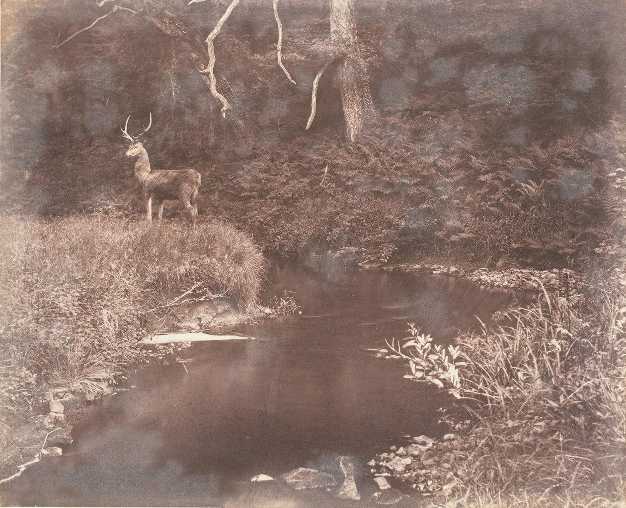 The Lewitha, 1853-56. av John Dillwyn Llewelyn