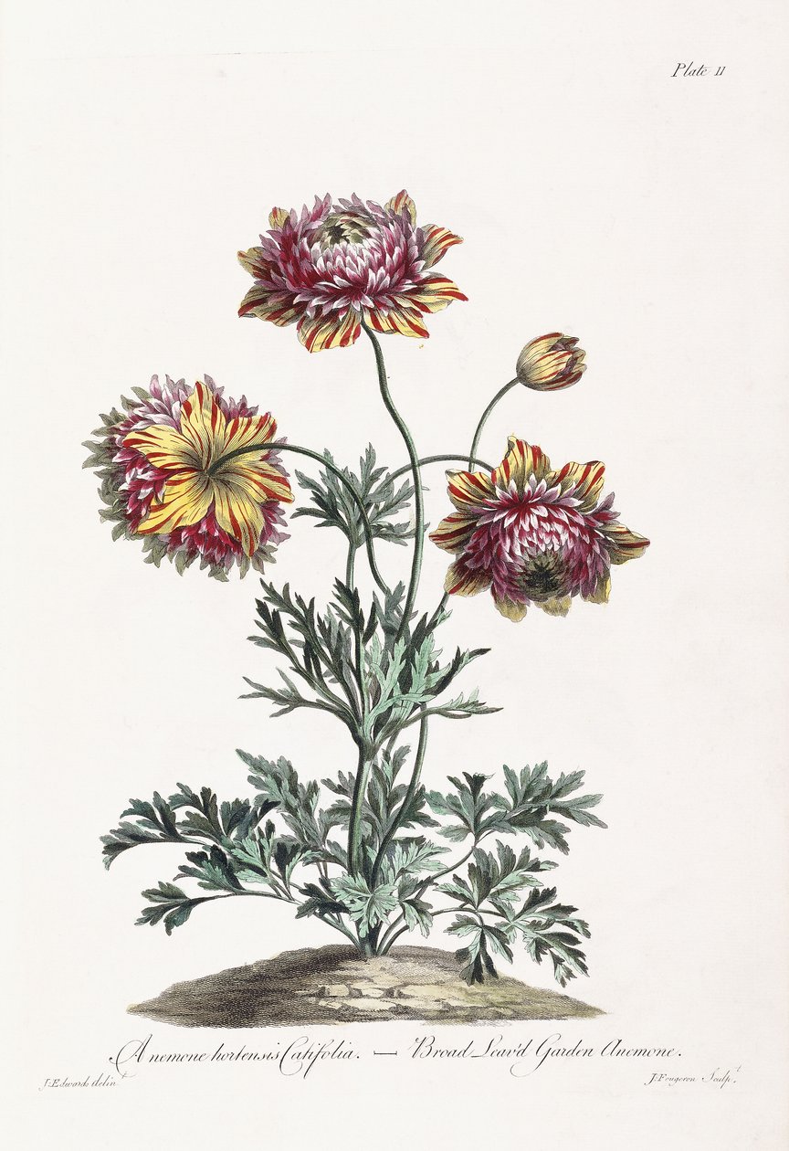 Bredbladet hageanemone av John Edwards