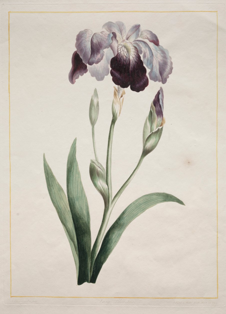 Japansk iris, stor blå iris, 1801. av John Edwards
