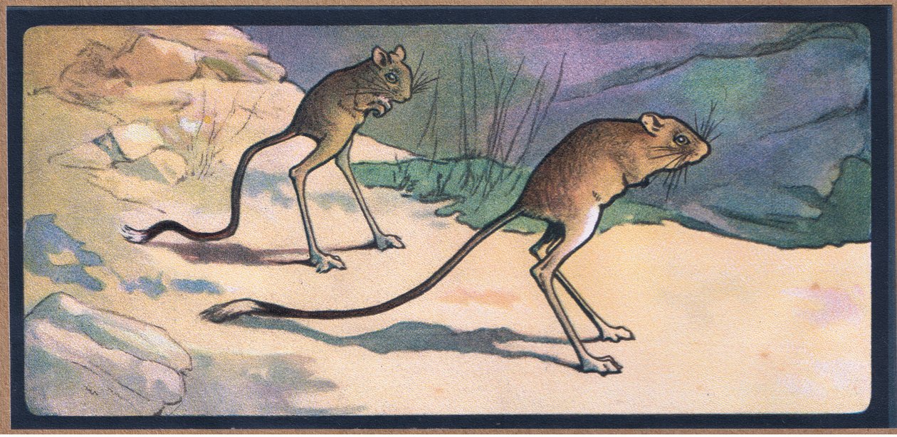 Jerboa av John Edwin Noble
