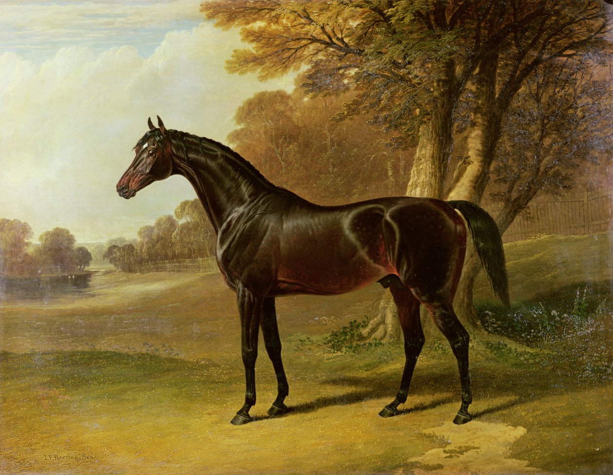 "Glaucus" av John Frederick Herring Senior