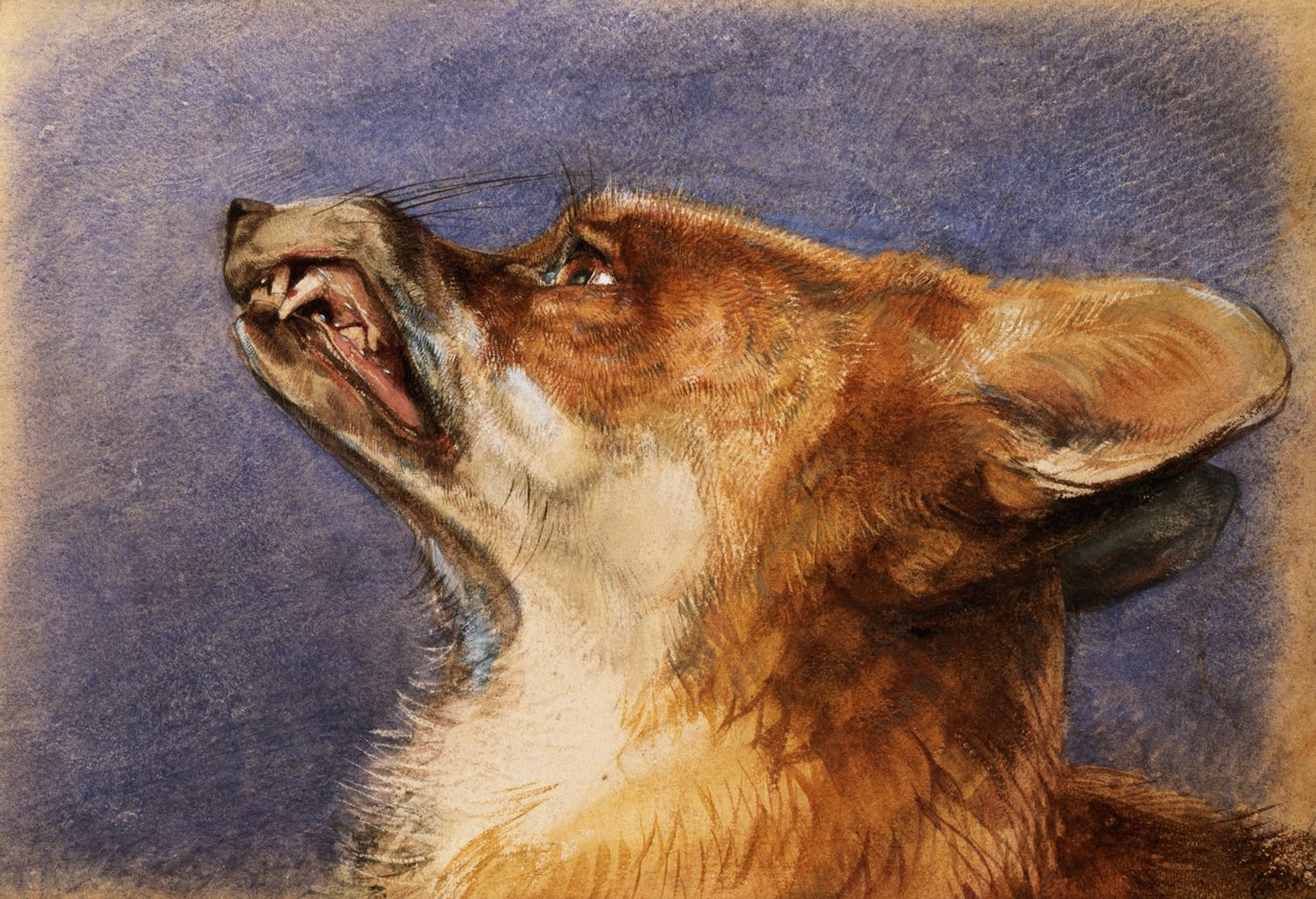 Hodet til en rev av John Frederick Lewis