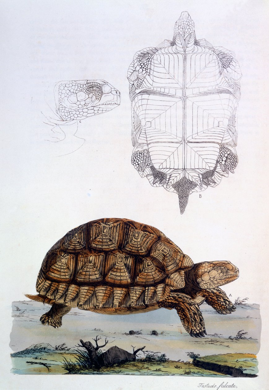 Testudo Sulcata, 1796 (håndfarget gravering) av John Frederick Miller
