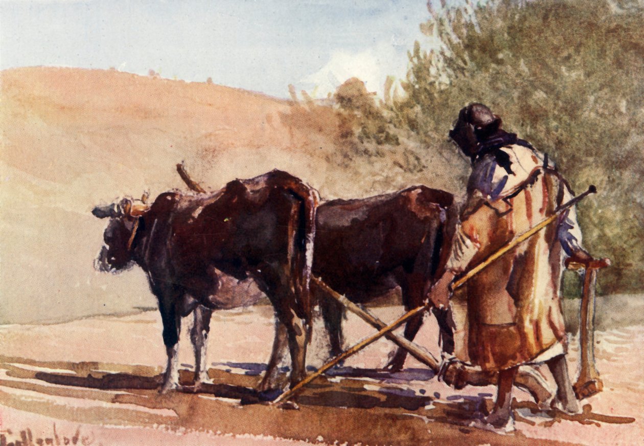 Pløying på Oljeberget, 1902. av John Fulleylove