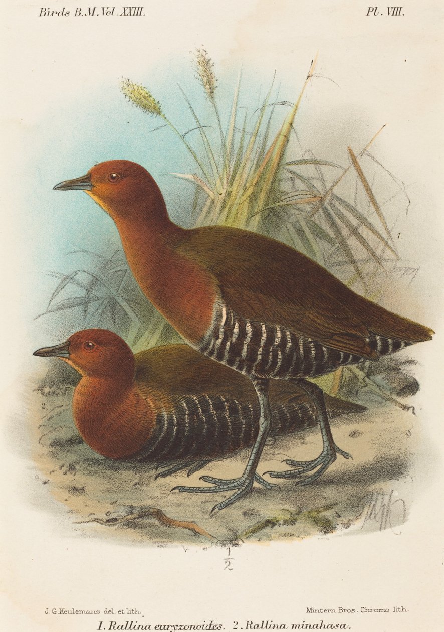 Fugler fra Filippinene av John Gerrard Keulemans