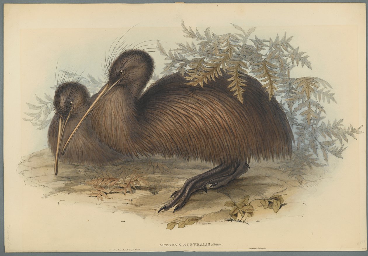Apteryx Australis (fargelitho på vevd papir) av John Gould