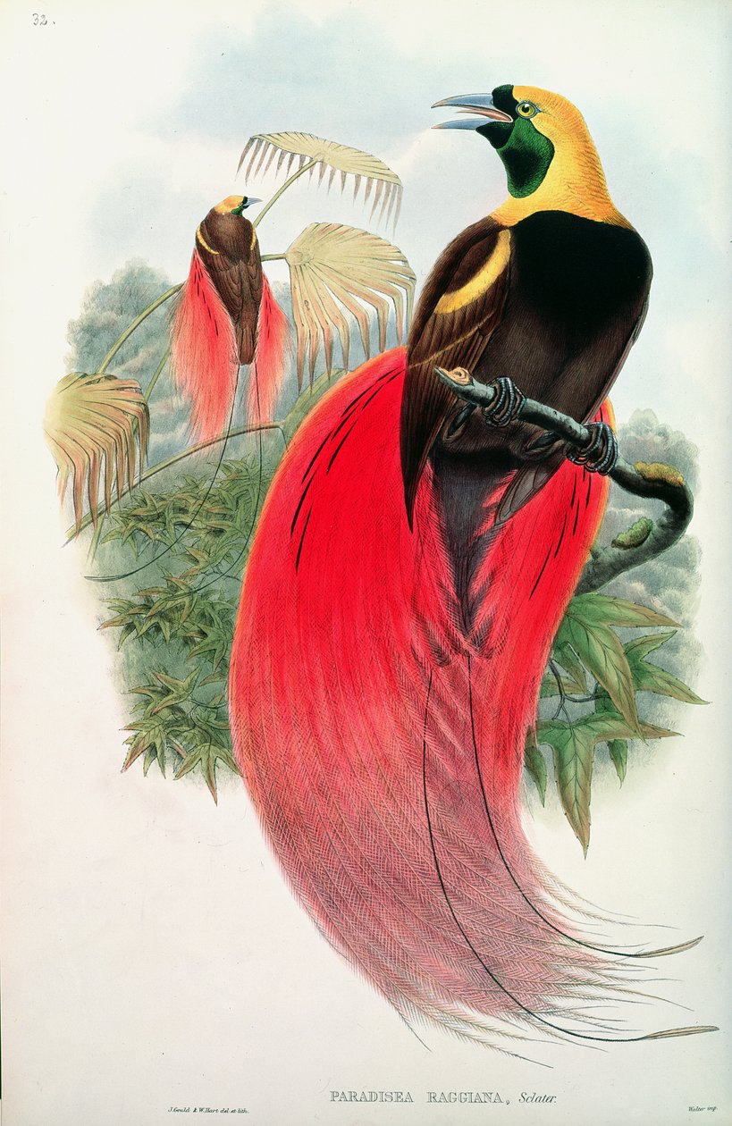 Paradisfugl, gravert av T. Walter av John Gould