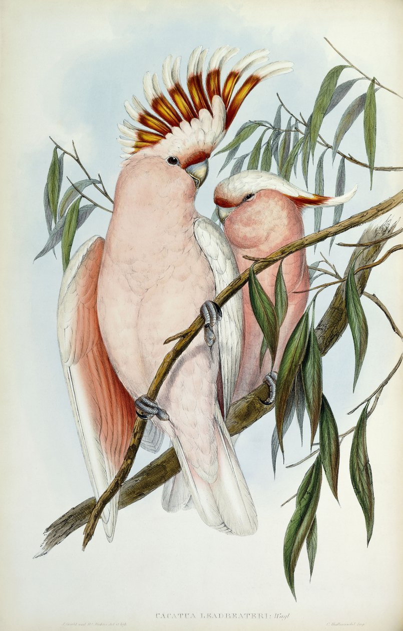 Kakadu Leadbeateri, 1848-1869 av John Gould