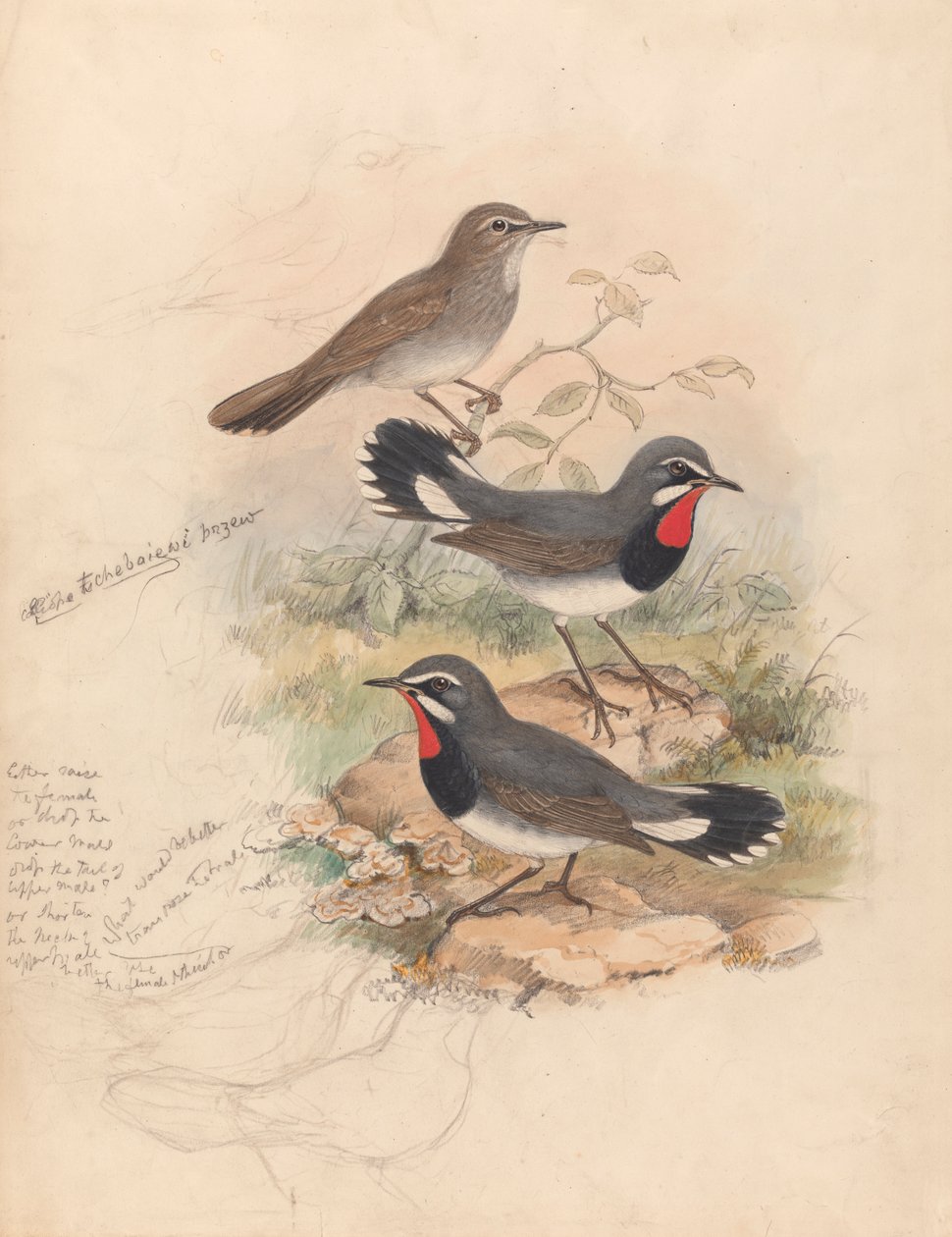 Calliope Tschebaiewi, Prjev. av John Gould