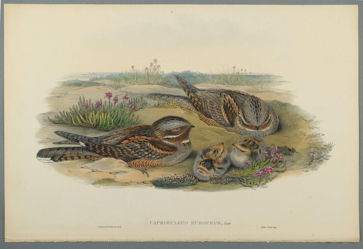 Caprimulgus Europaeus (fargelitho på vevd papir) av John Gould