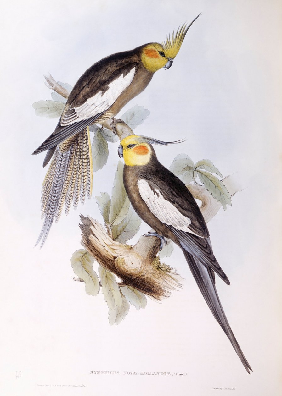 Cockatiel (Nymphicus hollandicus), Gravering av John Gould av John Gould