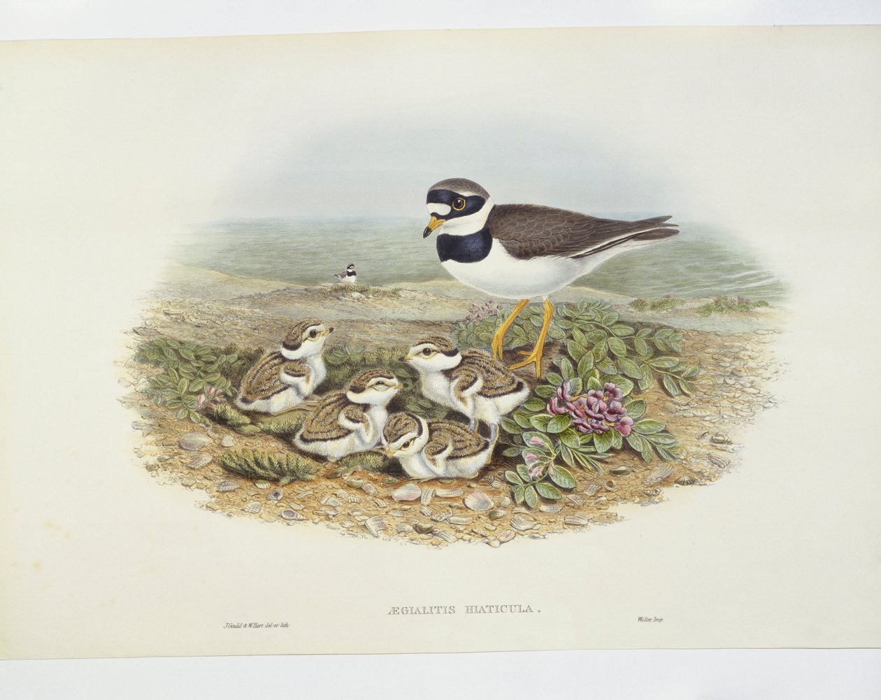 Vanlig ringhøne (Charadrius hiaticula), illustrasjon av John Gould