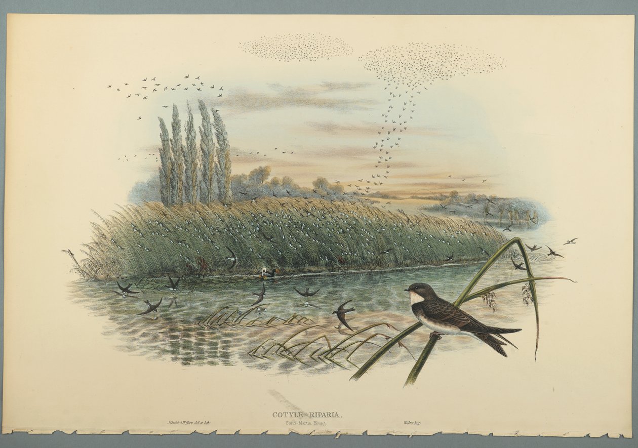 Cotyle Riparia (fargelitho på vevd papir) av John Gould