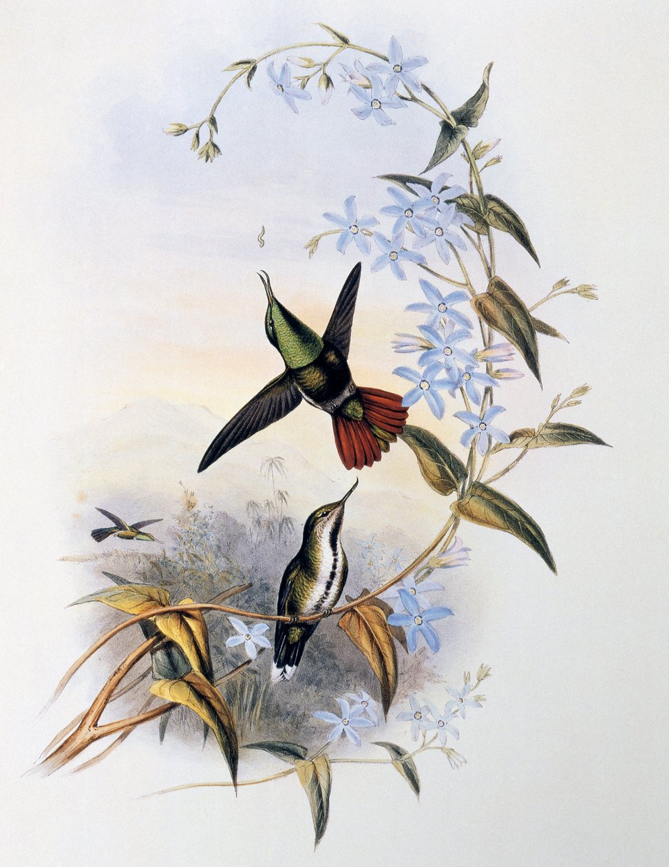 Brennende sylnebb (Avocettula recurvirostris) av John Gould