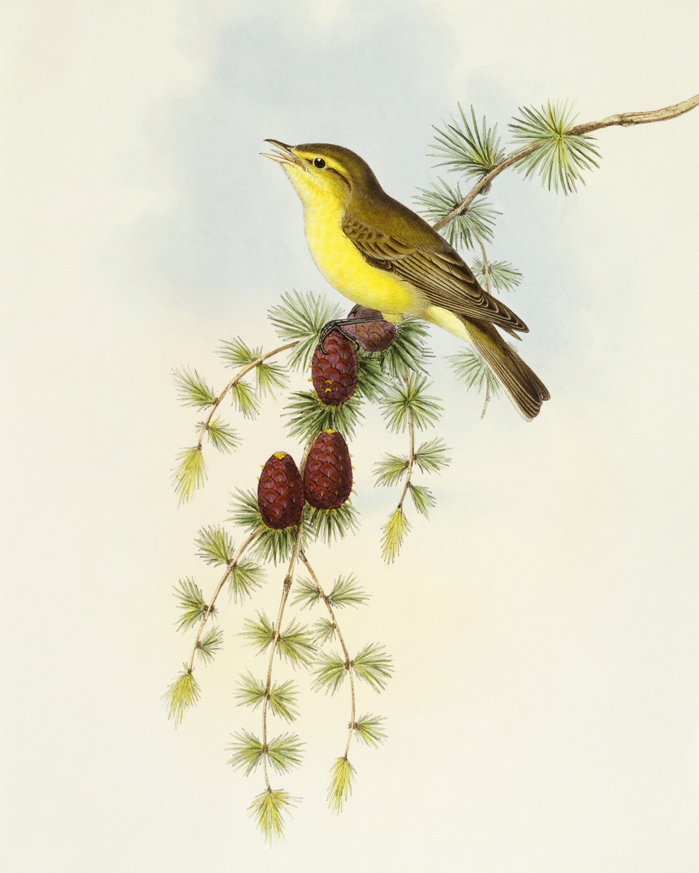 Fluesnapper (Ficedula hypolaris), Gravering av John Gould av John Gould