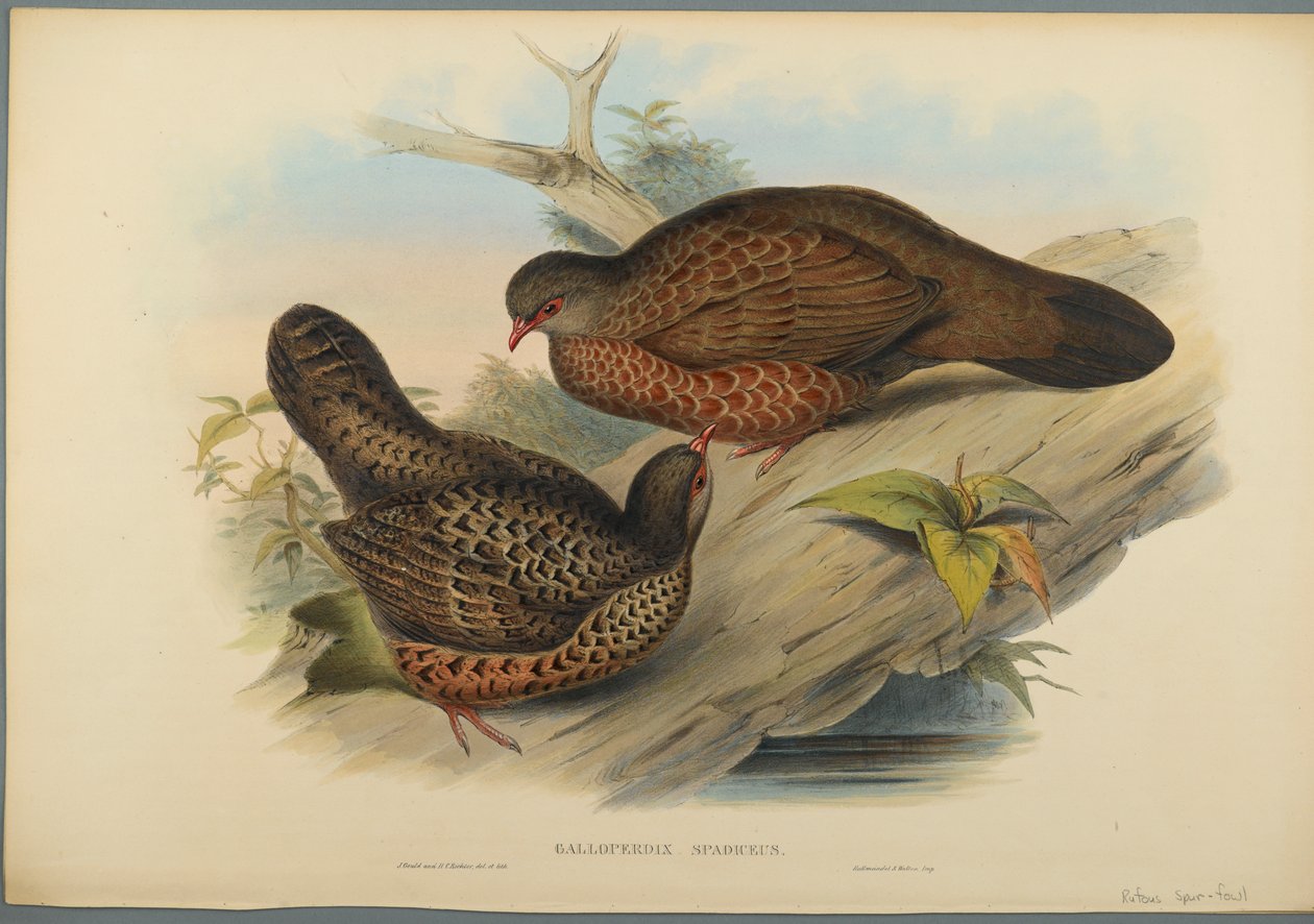 Galloperdix Spadiceus (fargelitho på vevd papir) av John Gould