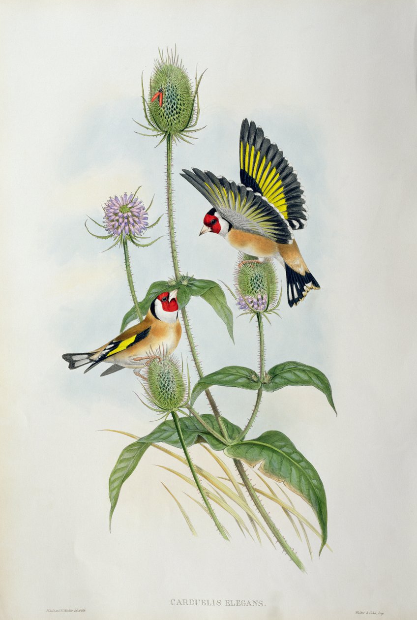 Gullfink (Carduelis Elegans) (håndfarget litho) av John Gould