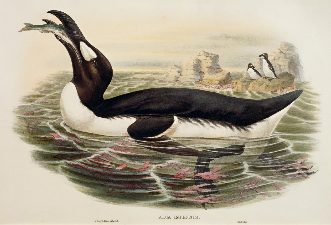 Storauk Pinguinus impennis, gravering av John Gould