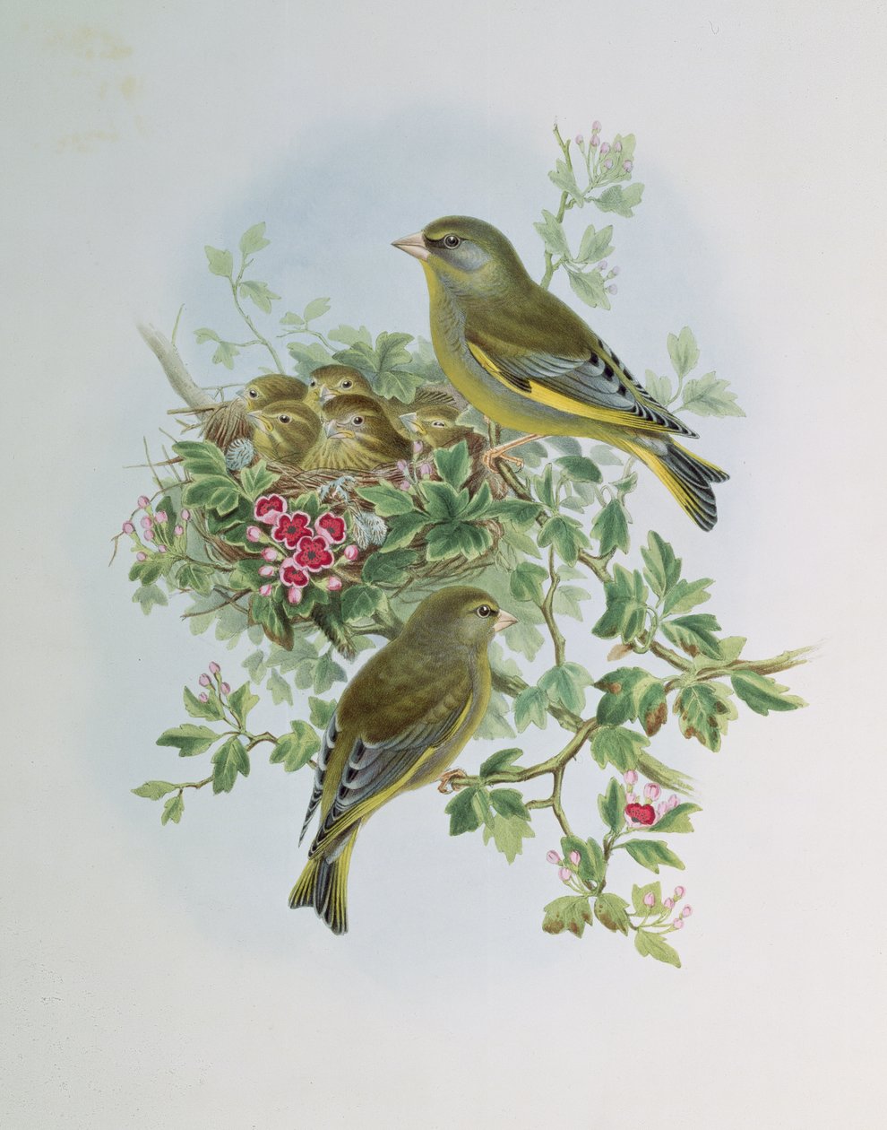 Grønnfink av John Gould