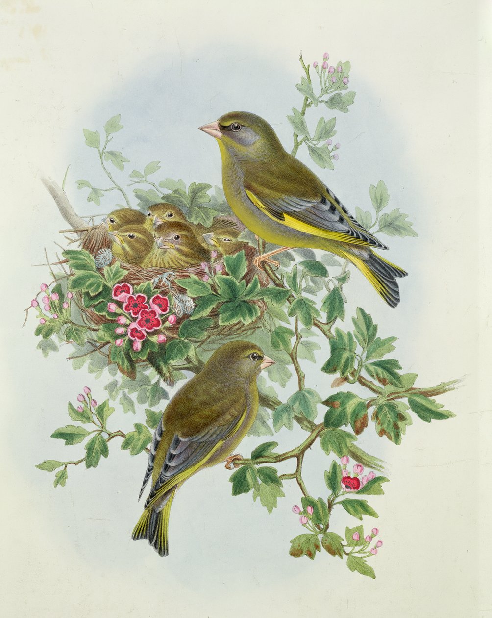 Greenfinch, 1873 (wc, blyant på papir) av John Gould
