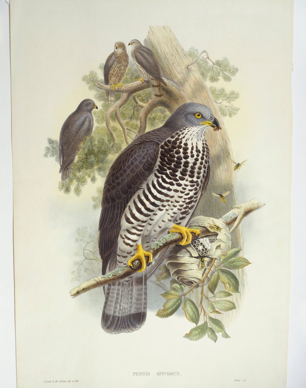 Honey-buzzard (Pernis apivorus), illustrasjon av John Gould