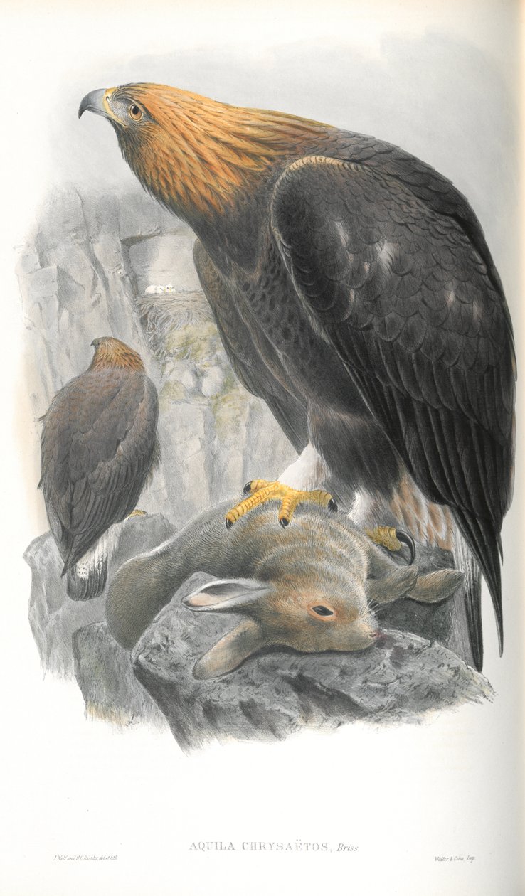 Illustrasjon av Aquila Chrysaetos (Golden Eagle) av John Gould