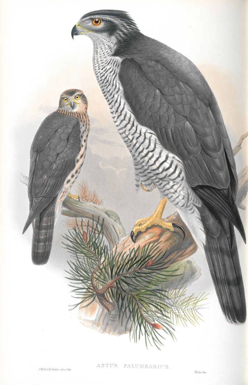 Illustrasjon av Astur Palumbarius (Goshawk) av John Gould