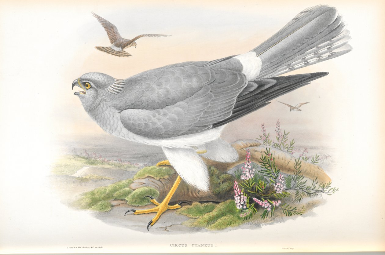 Illustrasjon av Circus Cyaneus (Hen Harrier) av John Gould