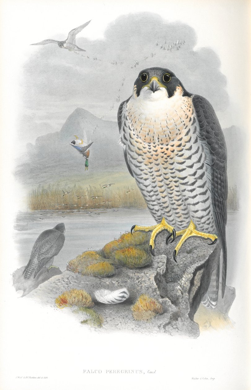 Illustrasjon av Falco Peregrinus (Peregrine Falcon) av John Gould