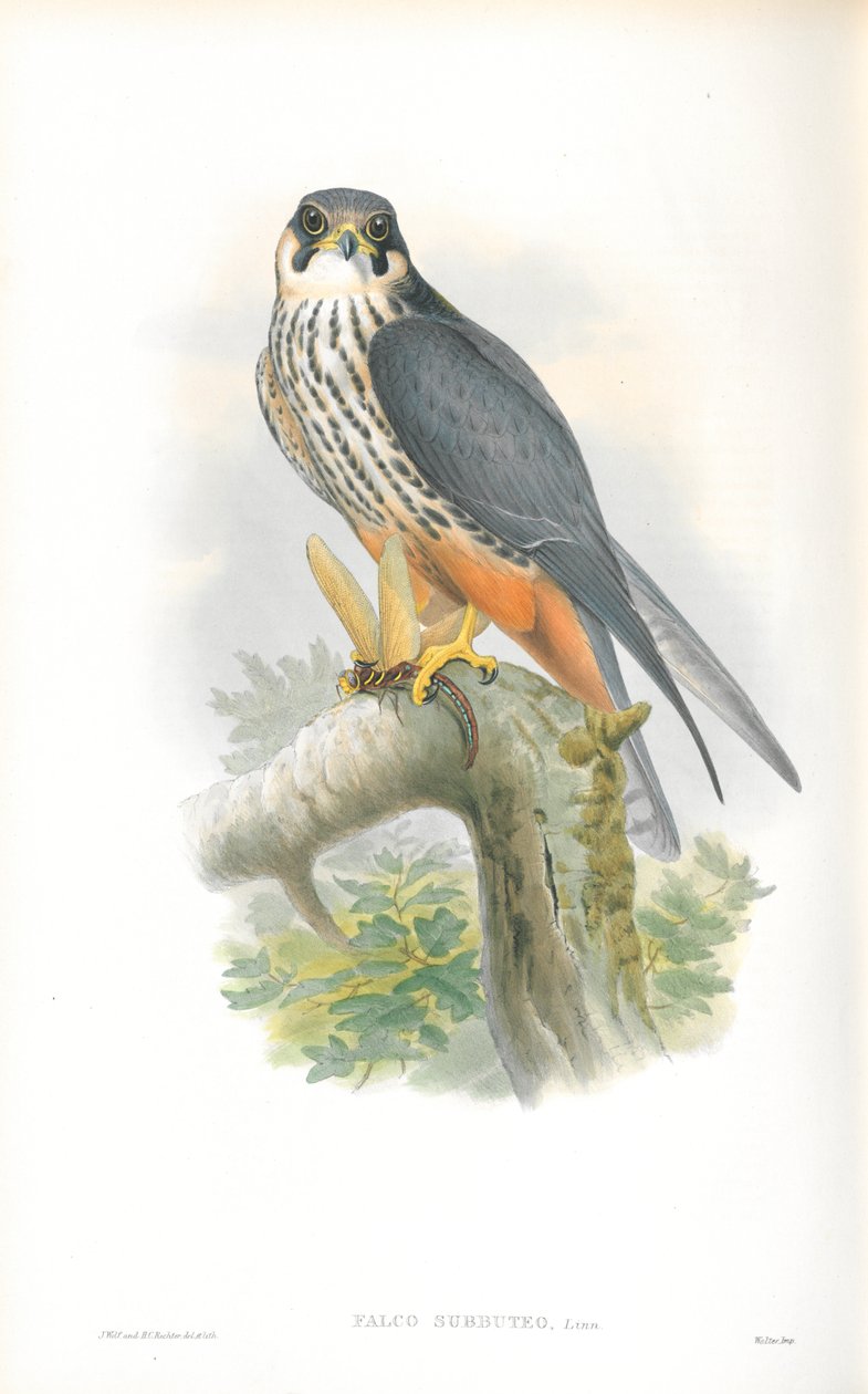 Illustrasjon av Falco Subbuteo (hobby) av John Gould