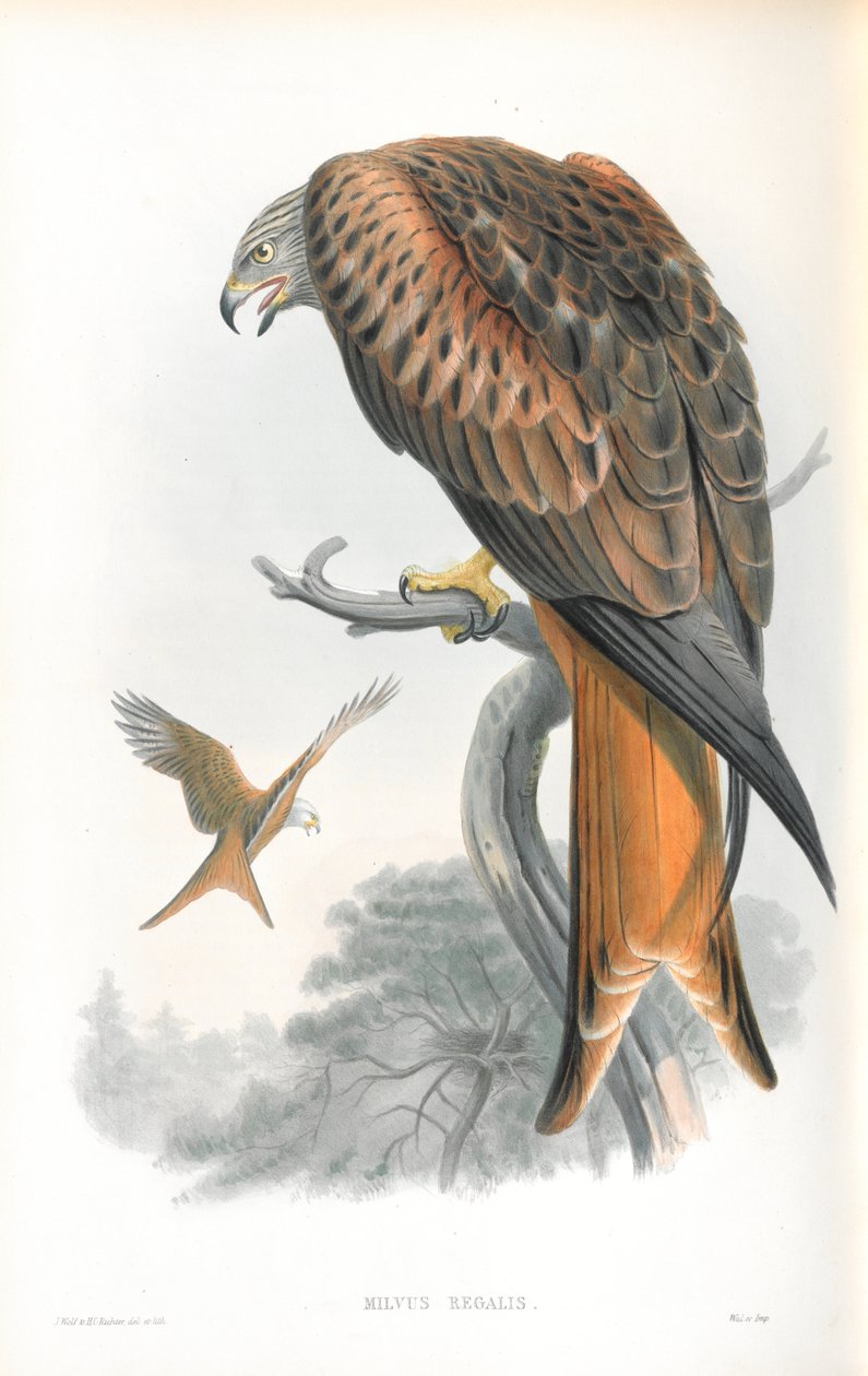 Illustrasjon av Milvus Regalis (Kite; Gilead) av John Gould