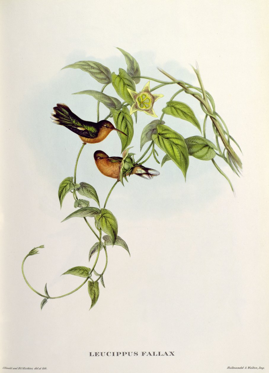 Leucippus Fallax av John Gould