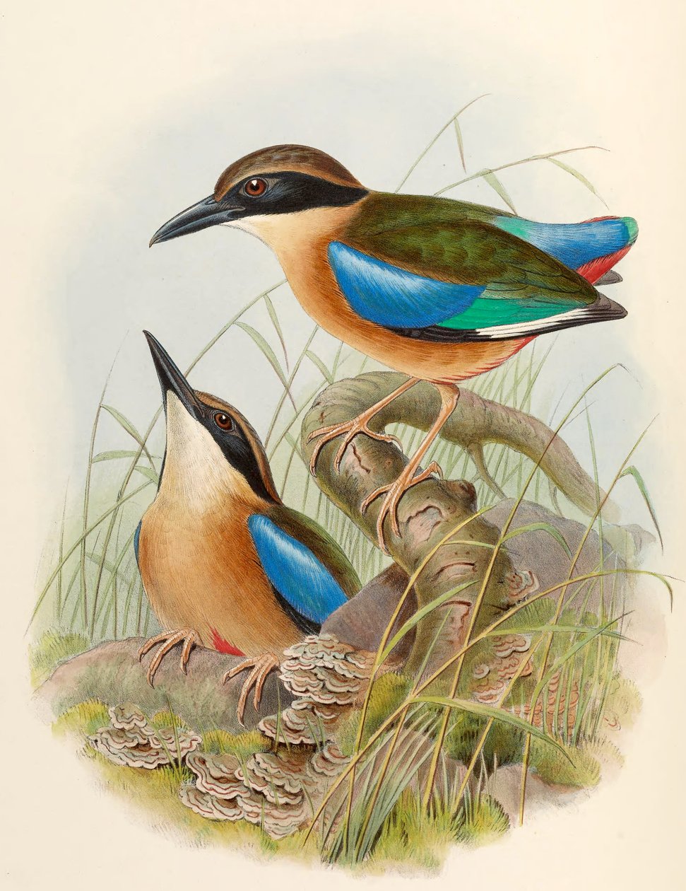 Mangrove Pitta (Blåvinget Pitta) Pitta megarhyncha Schlegel av John Gould