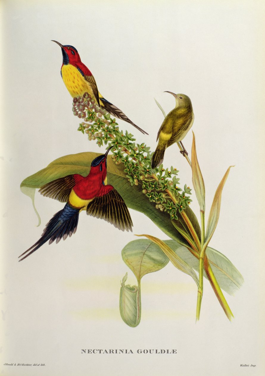 Nectarinia Gouldae fra 